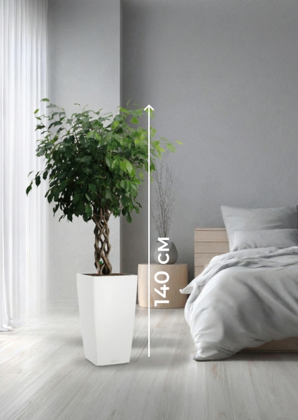 Фикус Бенджамина Экзотика цилиндр 27/120 см в CUBICO COLOR 30