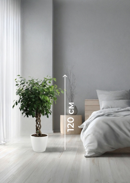 Фикус Бенджамина Экзотика цилиндр 27/120 см в CLASSICO COLOR 35