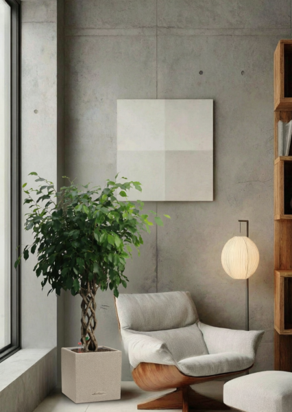 Фикус Бенджамина Экзотика цилиндр 27/120 см в CANTO STONE LOW 30