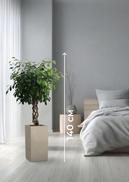 Фикус Бенджамина Экзотика цилиндр 27/120 см в CANTO STONE HIGH 30