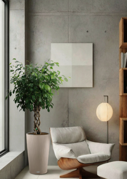 Фикус Бенджамина Экзотика цилиндр 27/120 см в CILINDRO 32