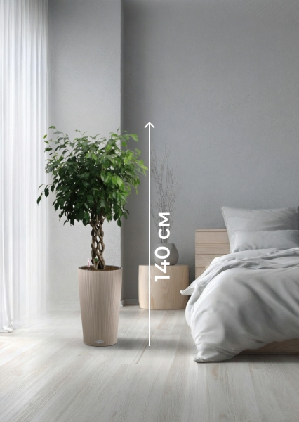 Фикус Бенджамина Экзотика цилиндр 27/120 см в CILINDRO 32