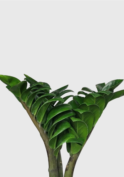 Замиокулькас Зензи 12/30 см в CUBE GLOSSY 14