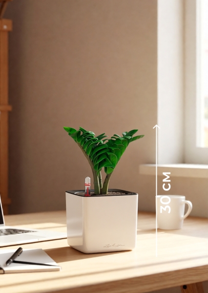 Замиокулькас Зензи 12/30 см в CUBE GLOSSY 14