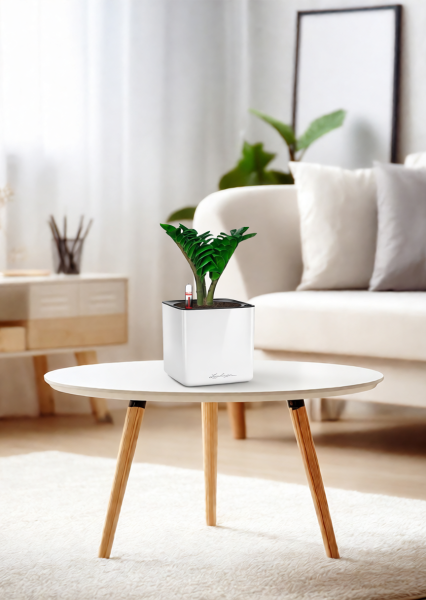 Замиокулькас Зензи 12/30 см в CUBE GLOSSY 14