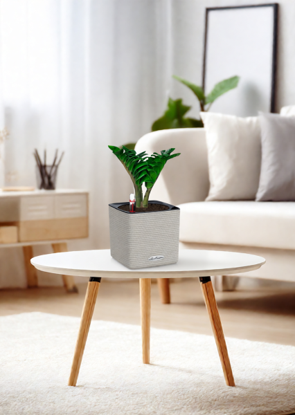 Замиокулькас Зензи 12/30 см в CUBE COLOR 14