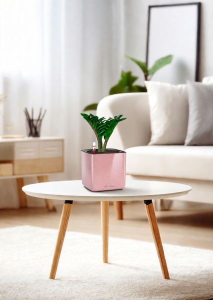 Замиокулькас Зензи 12/30 см в CUBE GLOSSY KISS 14