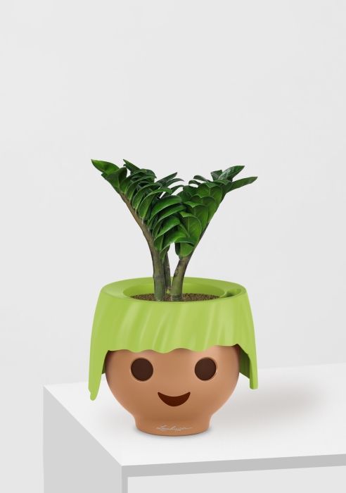 Замиокулькас Зензи в OjO, зеленый