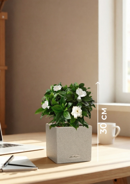 Гардения 12/30 см в CANTO STONE 14 Гардения 12/30 см в CANTO STONE 14