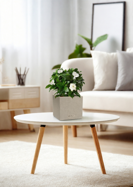 Гардения 12/30 см в CANTO STONE 14 Гардения 12/30 см в CANTO STONE 14