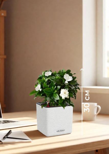 Гардения 12/30 см в CUBE COLOR 14