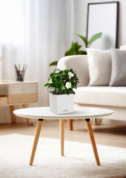 Гардения 12/30 см в CUBE COLOR 14