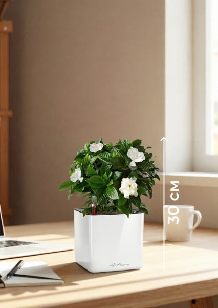 Гардения 12/30 см в CUBE GLOSSY 14