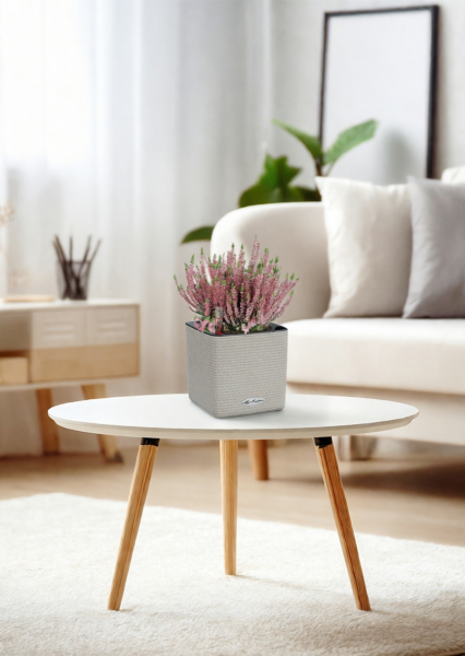 Вереск (Эрика) розовый в CUBE COLOR 14