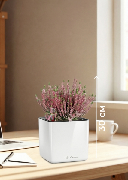 Вереск (Эрика) розовый в CUBE GLOSSY 14