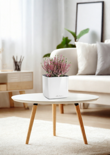 Вереск (Эрика) розовый в CUBE GLOSSY 14