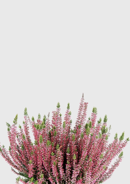 Вереск (Эрика) розовый 12/30 см