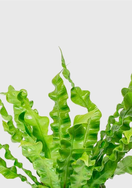 Асплениум Криспи 9/15 см в MINI CUBI