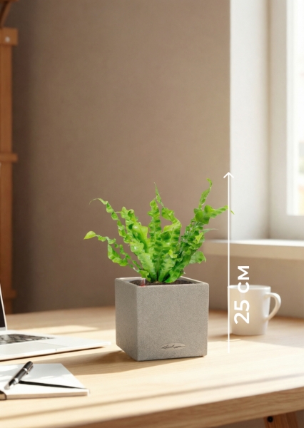 Асплениум Криспи 9/15 см в CANTO STONE 14