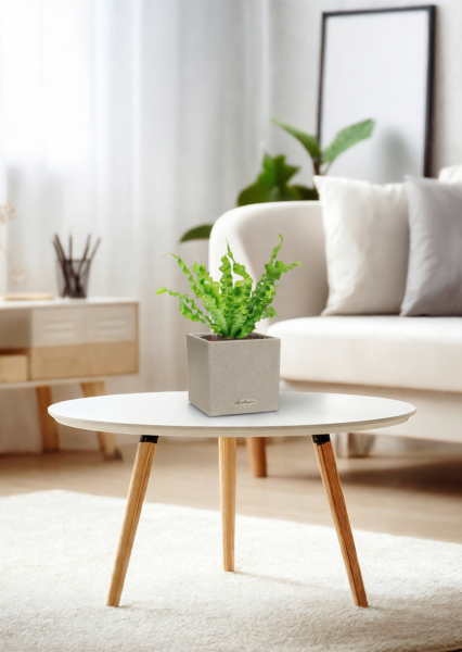 Асплениум Криспи 9/15 см в CANTO STONE 14