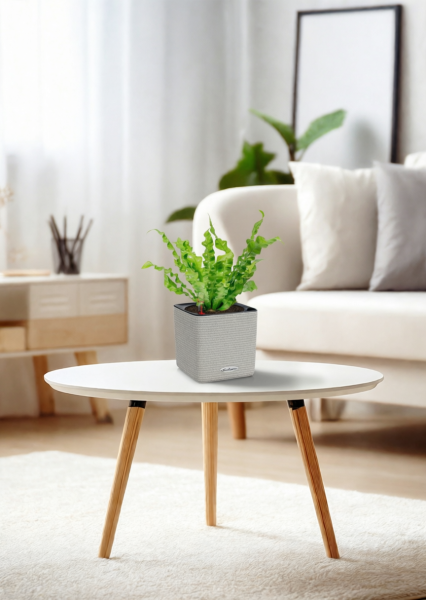 Асплениум Криспи 9/15 см в CUBE Color 14