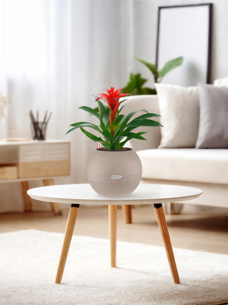 Гузмания Хоп 12/40 см в PURO 20