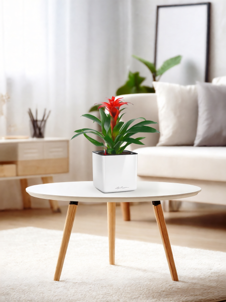 Гузмания Хоп 12/40 см в CUBE GLOSSY 14 