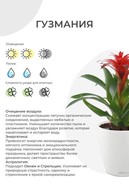 Гузмания Хоп 12/40 см в CUBE GLOSSY 14 