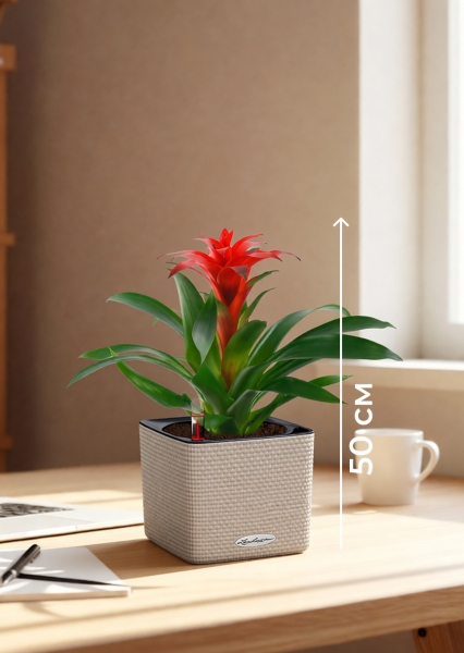 Гузмания Хоп 12/40 см в CUBE Color 14 