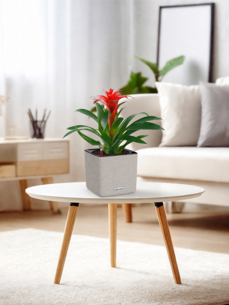 Гузмания Хоп 12/40 см в CUBE Color 14 