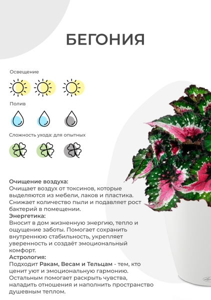 Бегония микс 14/30 см