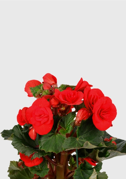 Бегония микс 14/30 см в CLASSICO COLOR 18