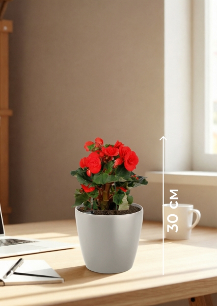 Бегония микс 14/30 см в CLASSICO COLOR 18