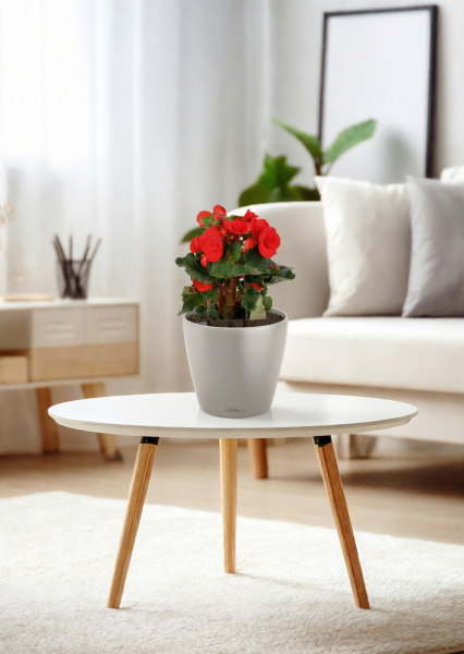 Бегония микс 14/30 см в CLASSICO COLOR 18