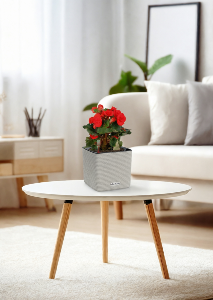 Бегония микс 14/30 см в CUBE COLOR 16