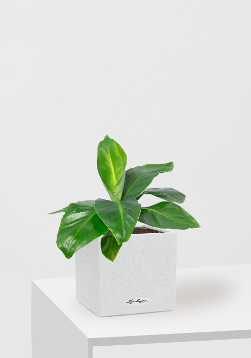  Банан CANTO STONE 14/40 см Песочный белый