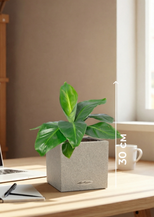 Банан в CANTO STONE 14