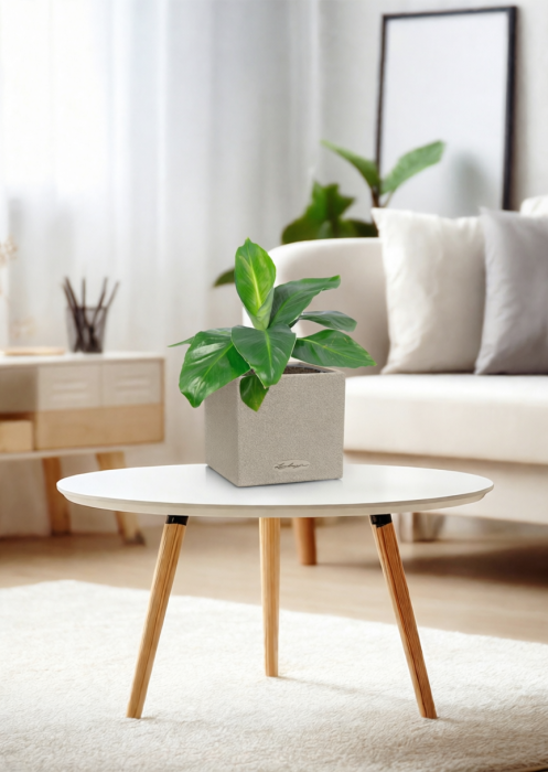 Банан в CANTO STONE 14