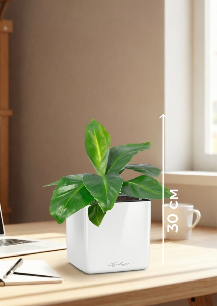 Банан 12/30 в CUBE GLOSSY 14