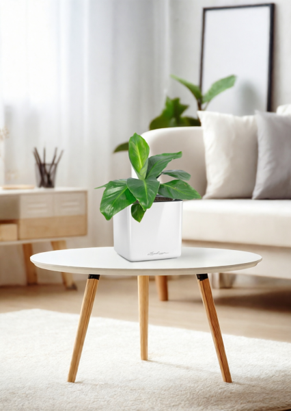 Банан 12/30 в CUBE GLOSSY 14