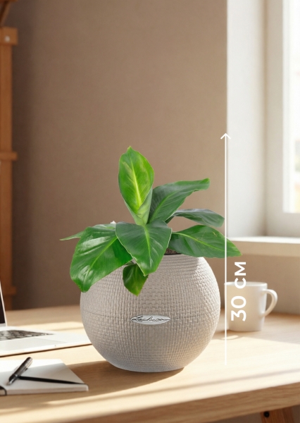 Банан 12/30 в PURO 20