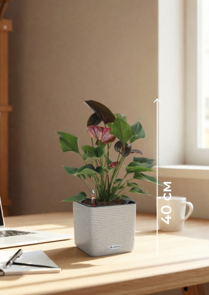 Антуриум Андре шоколадный 12/40 см в CUBE Color 16