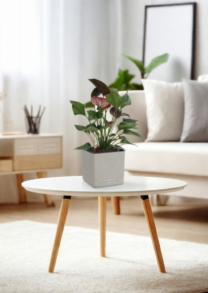 Антуриум Андре шоколадный 12/40 см в CUBE Color 16