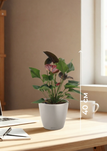 Антуриум Андре шоколадный 12/40 см в CLASSICO COLOR 18