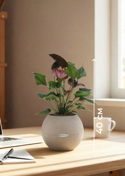 Антуриум Андре шоколадный 12/40 см в PURO 20 Антуриум Андре шоколадный 12/40 см в PURO 20