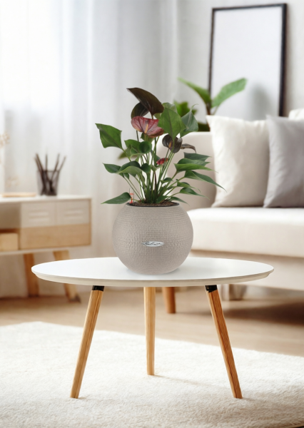 Антуриум Андре шоколадный 12/40 см в PURO 20 Антуриум Андре шоколадный 12/40 см в PURO 20