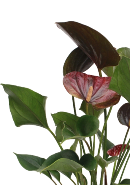 Антуриум Андре шоколадный 12/40 см в CANTO STONE 14 Антуриум Андре шоколадный 12/40 см в CANTO STONE 14