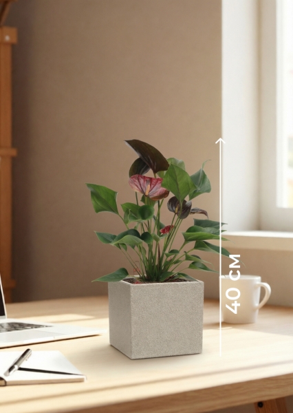 Антуриум Андре шоколадный 12/40 см в CANTO STONE 14 Антуриум Андре шоколадный 12/40 см в CANTO STONE 14