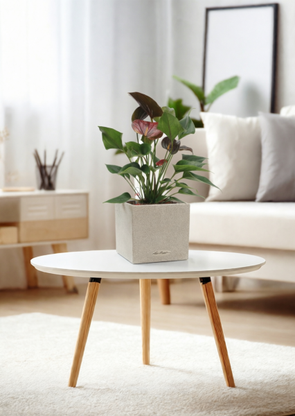 Антуриум Андре шоколадный 12/40 см в CANTO STONE 14 Антуриум Андре шоколадный 12/40 см в CANTO STONE 14