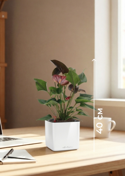 Антуриум Андре шоколадный 12/40 см в CUBE GLOSSY 14 Антуриум Андре шоколадный 12/40 см в CUBE GLOSSY 14